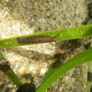 Isopod (Synischia hectica) on a Cymodocea nodosa leaf
