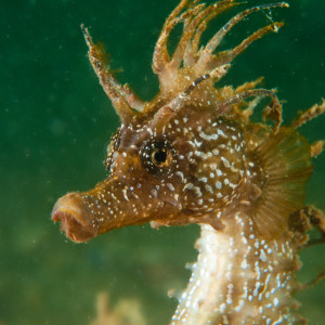 Cavalo Marinho