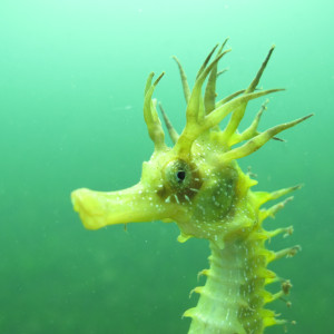 Cavalo-marinho de focinho comprido (Hippocampus guttulatus)