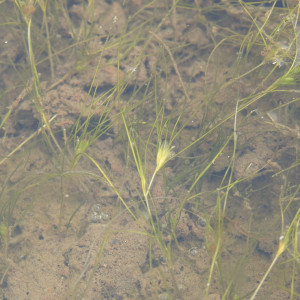 althenia filiformis