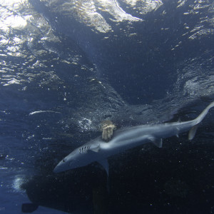 Mapping Sharks