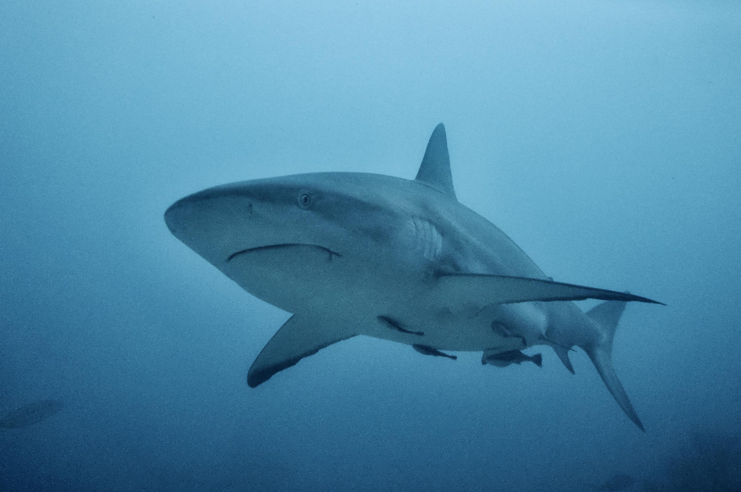 A Shark Swimming in the Ocean