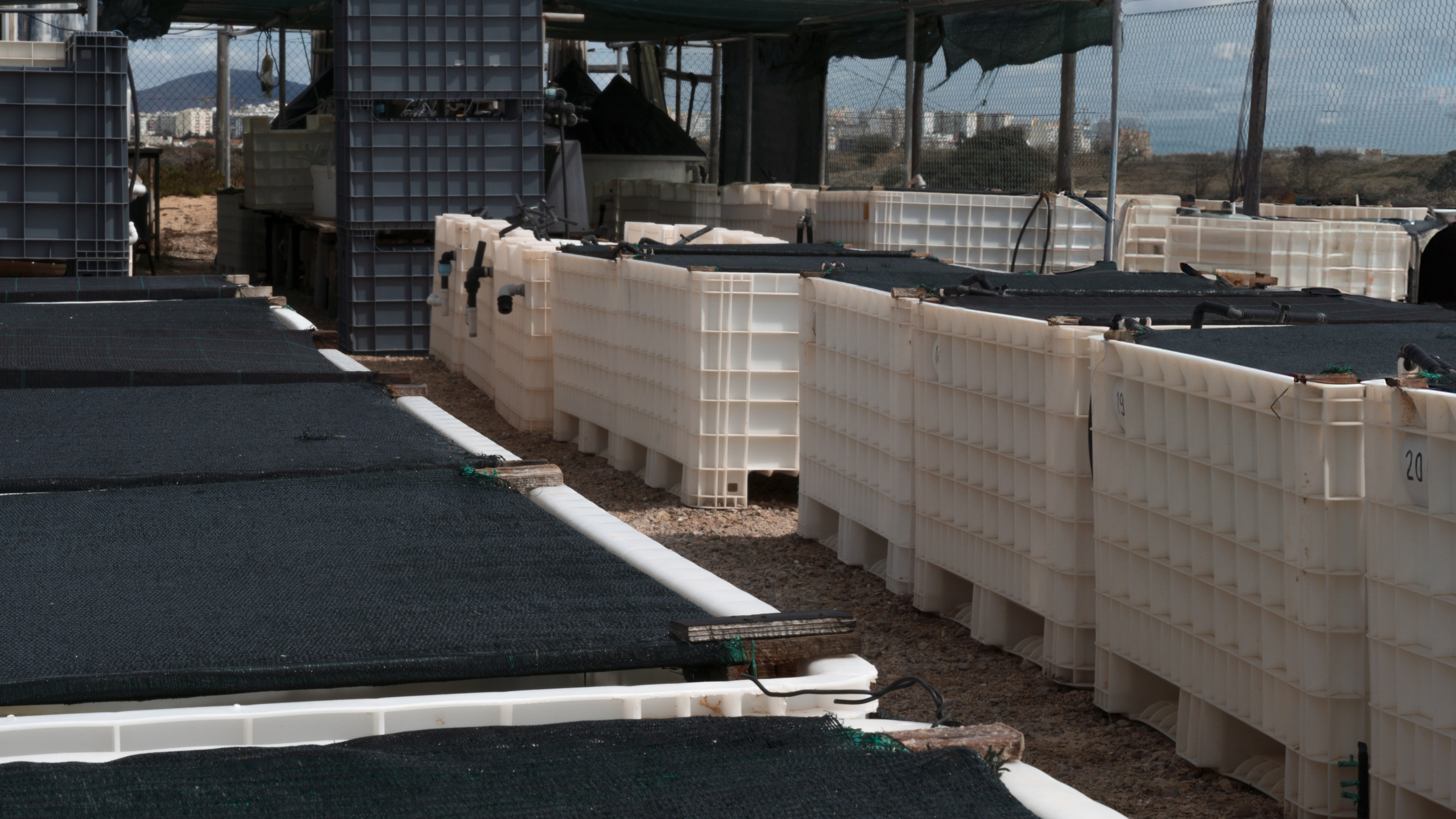 Tanks at the Ramalhete experimentation station