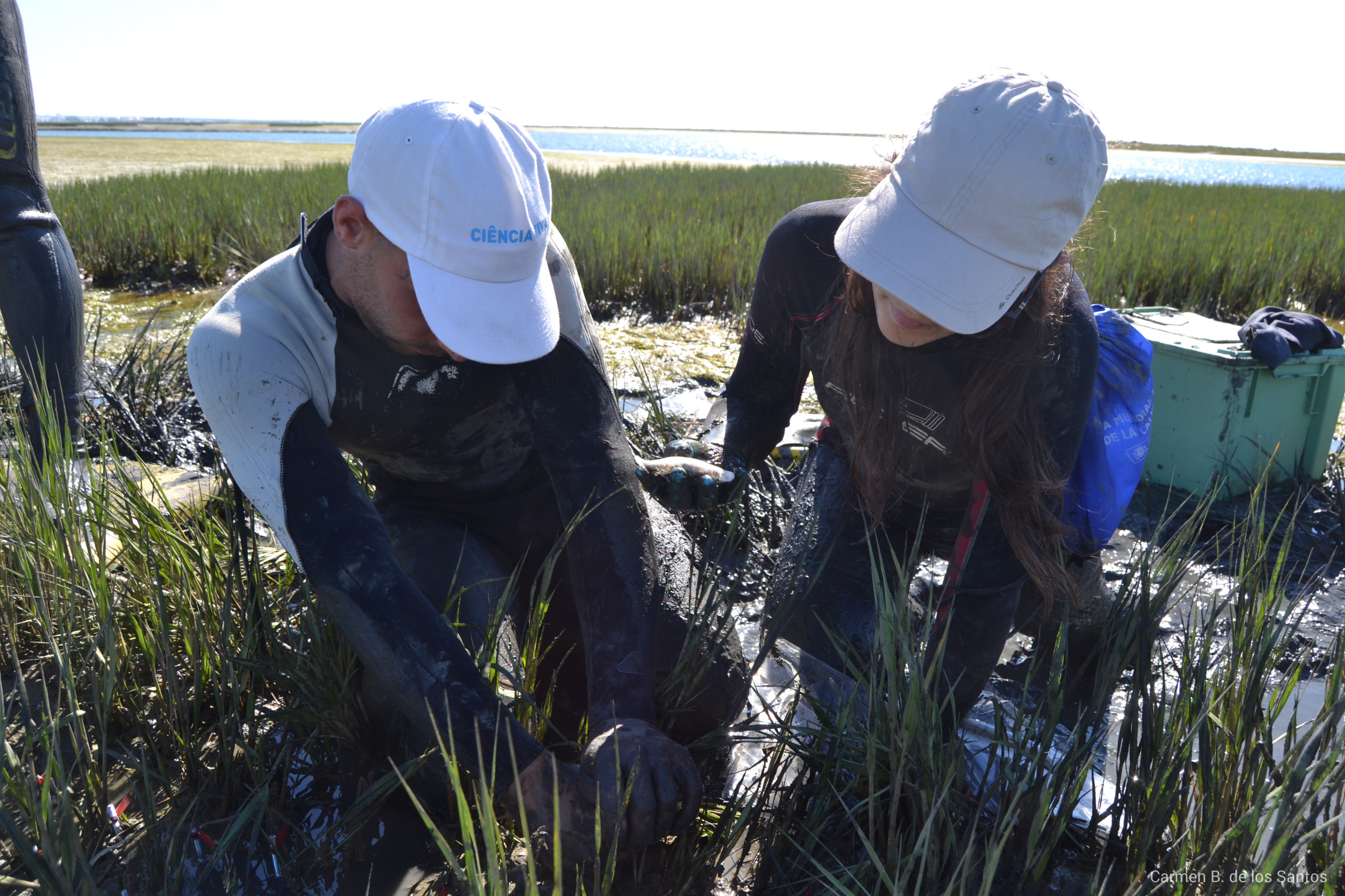 Working together in seagrass