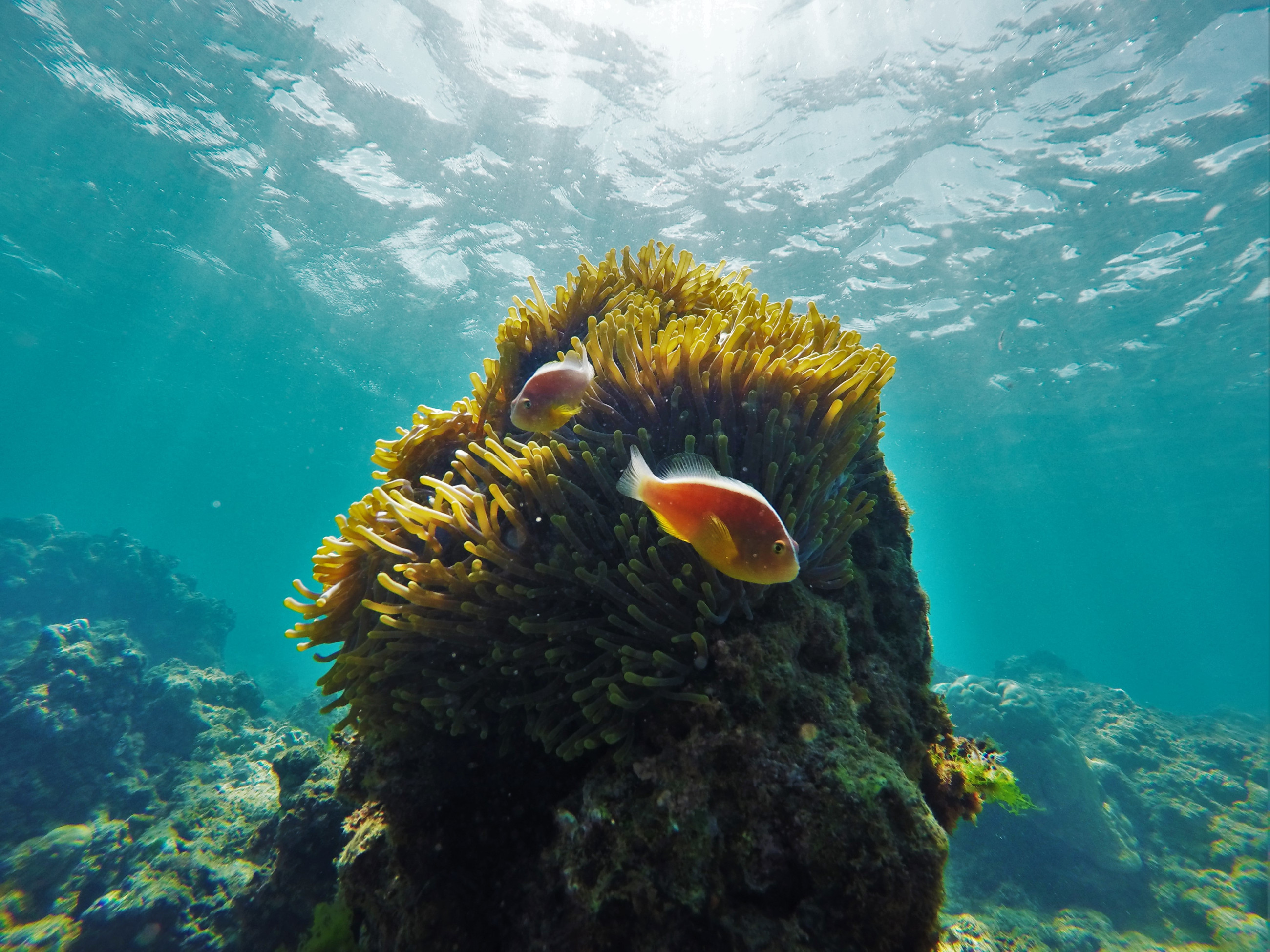 Underwater habitat
