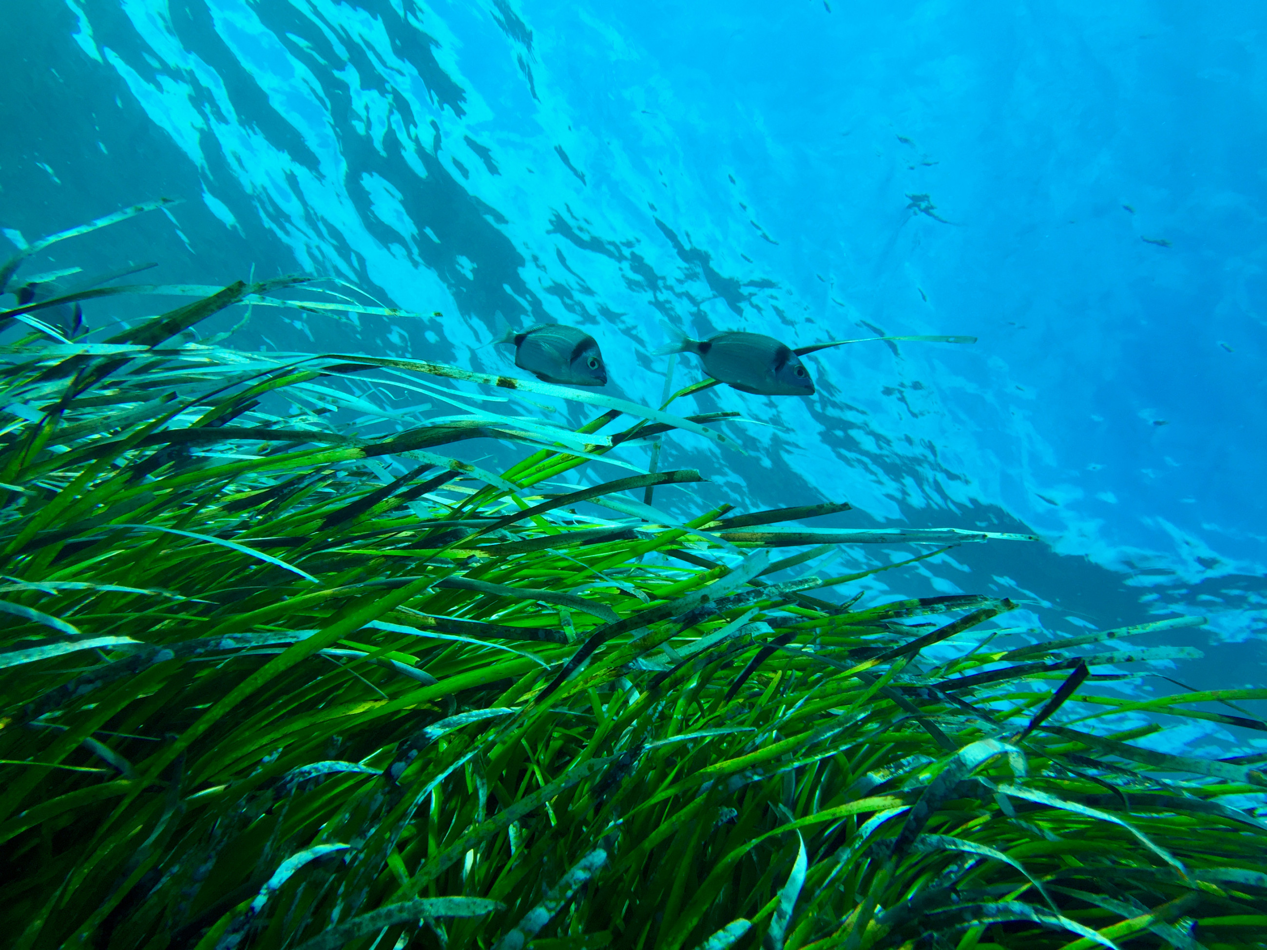Seagrass underwater