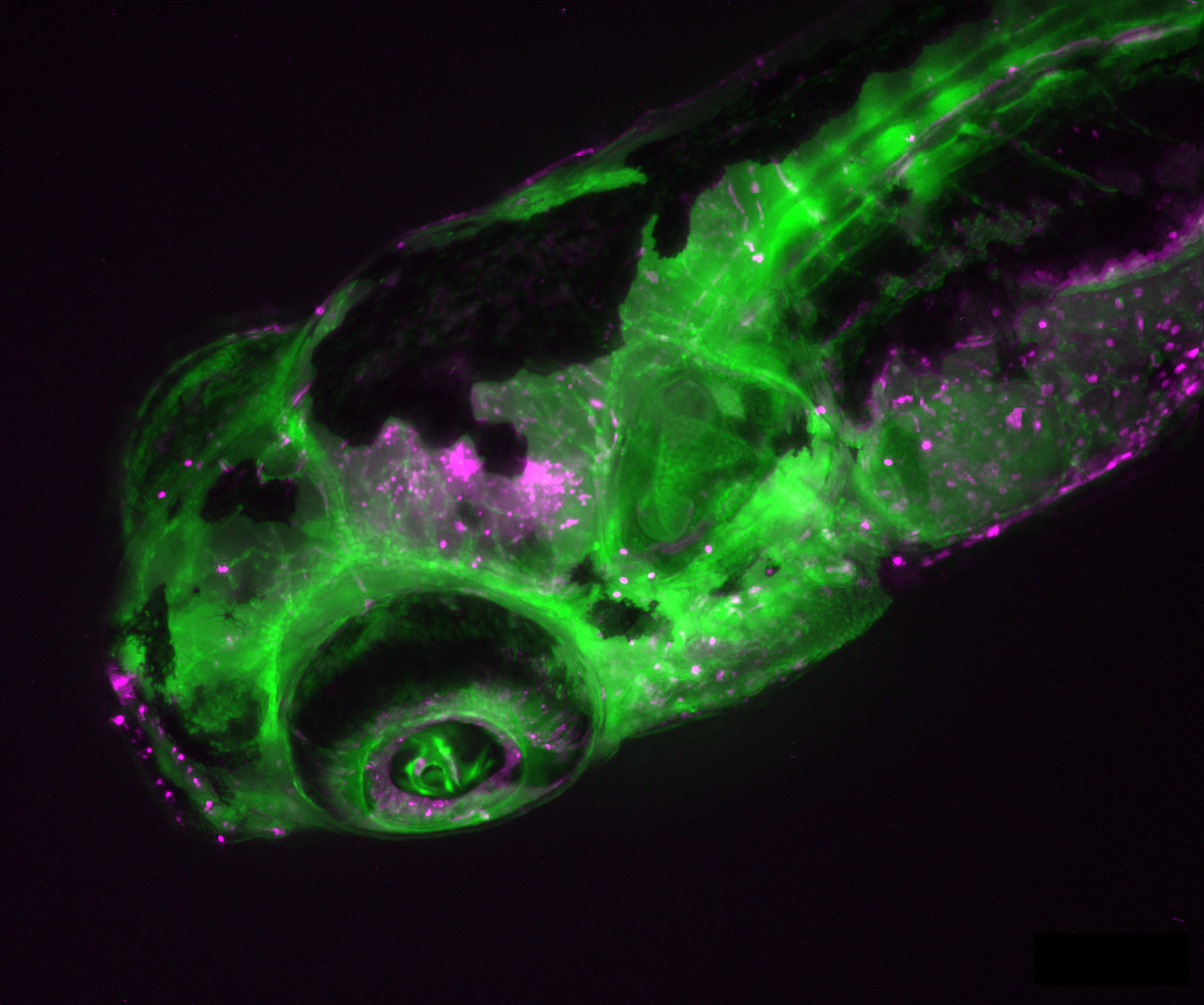 Zebrafish juvenile of a transgenic fluorescent line showing the blood vascular system (green) and red blood cells (magenta)