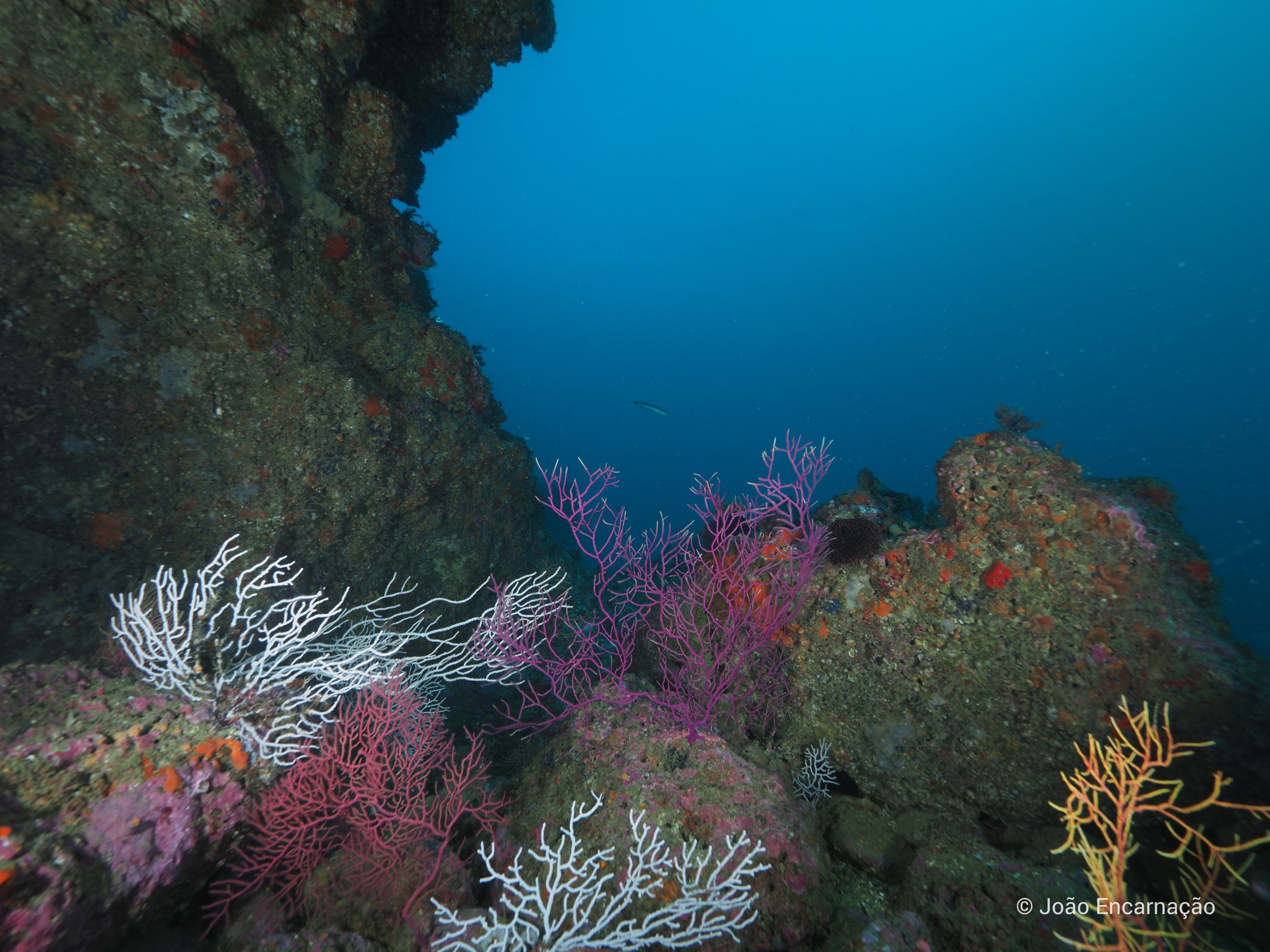 View of the underwater environment