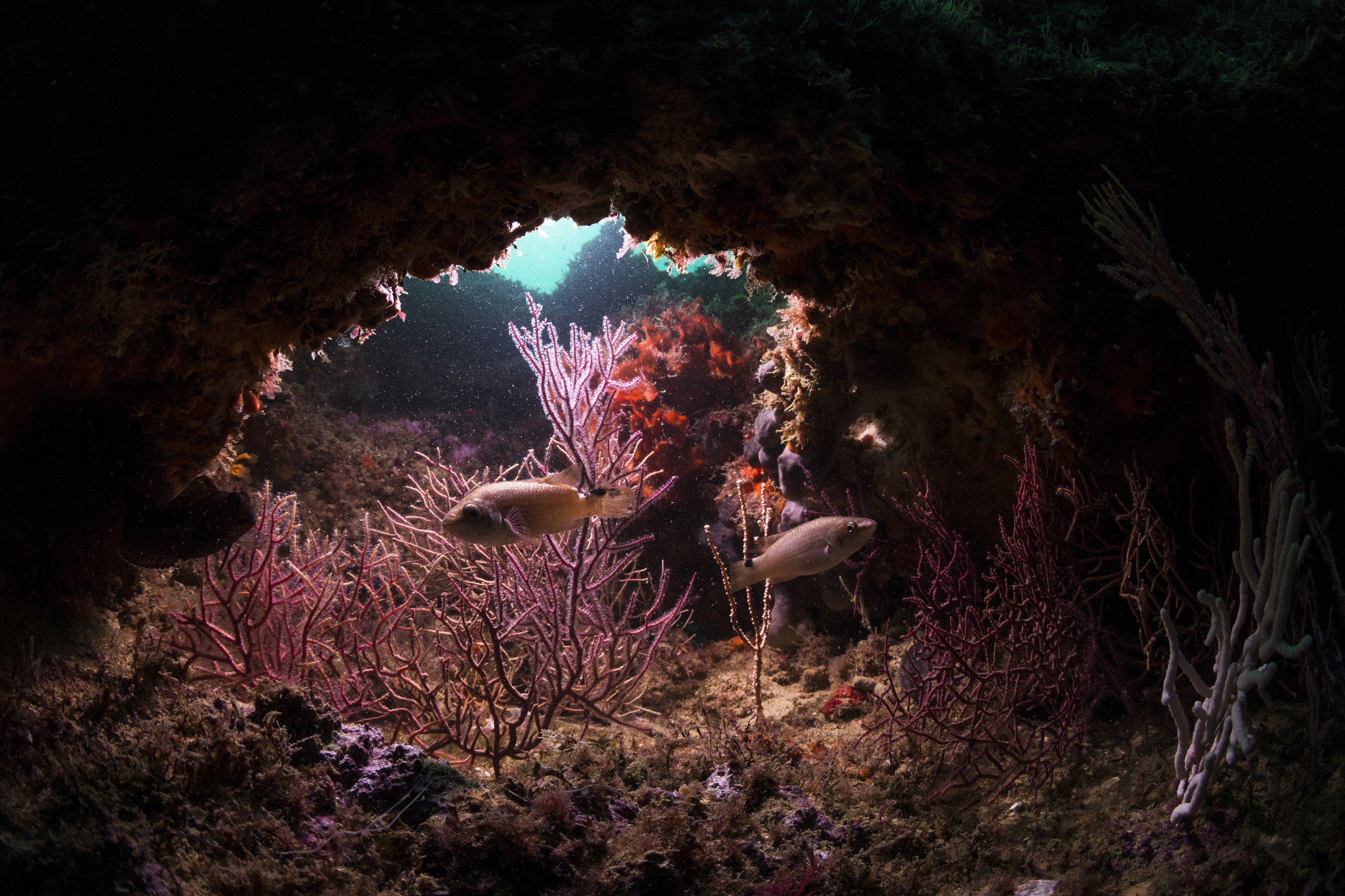 Ocean life at Pedra do Valado