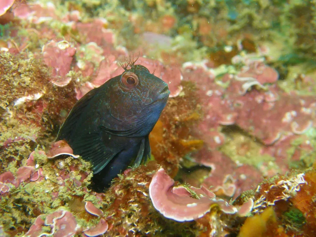 Fish hiding in a rock