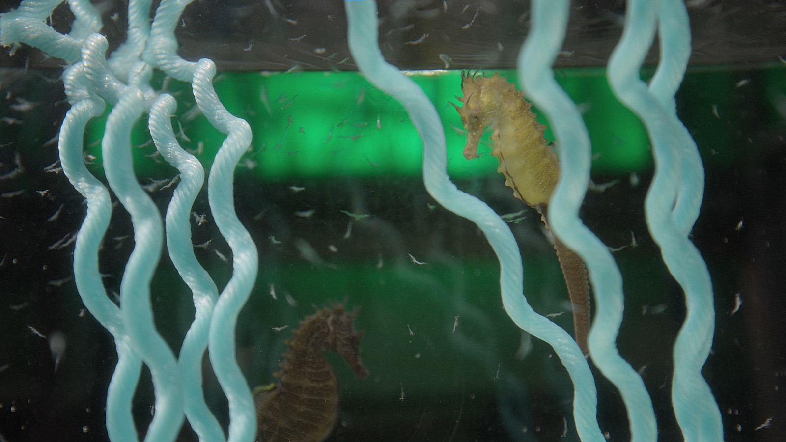 Seahorse