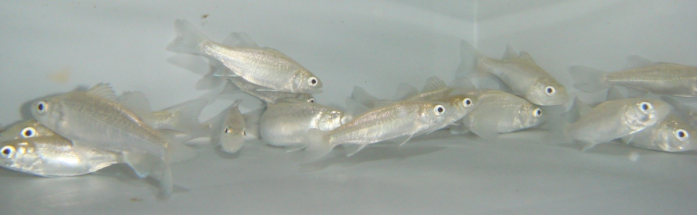 Robalo