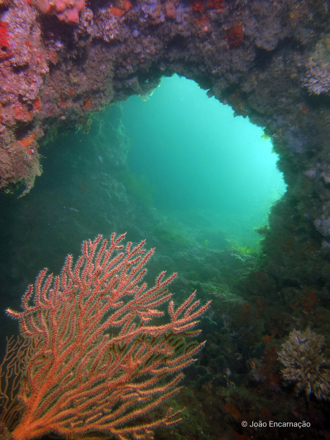 View of the underwater environment