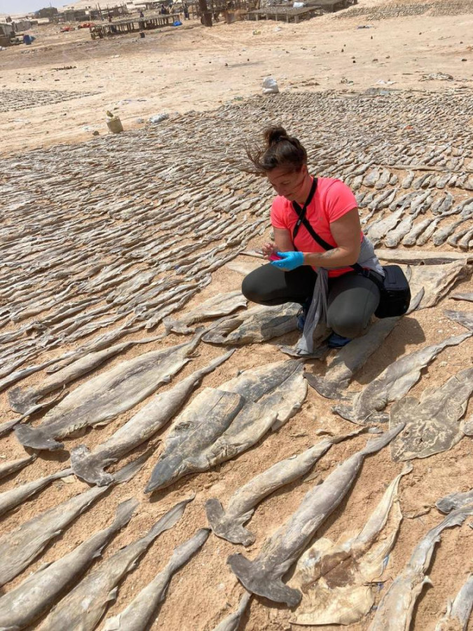 Sampling sharks and rays at local processing sites in Mauritania for genetic analysis