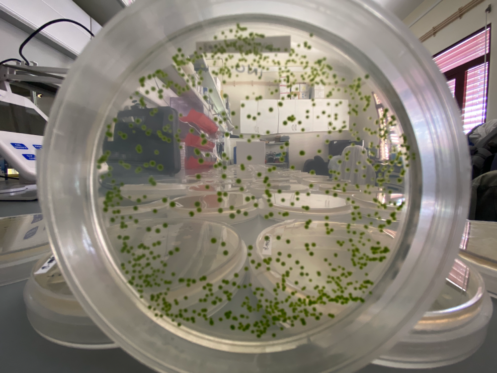 Microalgae