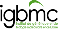 IGBMC- Institut de Génétique et de Biologie Moléculaire et Cellulaire