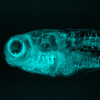 In vivo imaging of red blood cells and vascular system (cyan) of a live zebrafish juvenile expressing Green Fluorescent Protein. Sample courtesy: Débora Varela, Bioskel Group