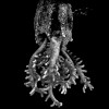 3D model of a coral polyp by lightsheet microscopy. Image credit: Jacques Paysan. Sample courtesy: Christina Egger, BEE Group