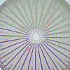 Diatom (Arachnoidiscus sp.). Sample courtesy: Selina Linnemann, Algae Group
