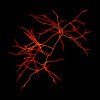 Red Algae (Asparogopsis sp.). Sample courtesy: Raquel Torres, Algae Group