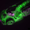 Zebrafish juvenile of a transgenic fluorescent line showing the blood vascular system (green) and red blood cells (magenta)