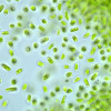 Detail of Stichococcus microalgae. MarBiotech Group.