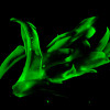 Detail of moss leaves, imaged with Lightsheet microscopy through autofluorescence.