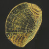 Scale of a zebrafish. Sample courtes: Gil Martins, Bioskel Group