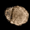 Zebrafish embryo 4 hours post fertilization, showing early stages of development and cell differentiation in two poles. Sample Courtesy: Chen Jie, CEIB Group.