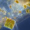 Phytoplankton from water sample collected in Ria Formosa. Sample Courtesy: Joana Cruz, EcoReach Group