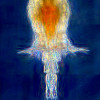 Image of Copepod (Zooplankton) from Ria Formosa, acquired in Phase Contrast Microscopy. Sample Courtesy: Caio Ribeiro, ECHO Group